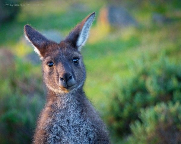 Carolinange - Page 12