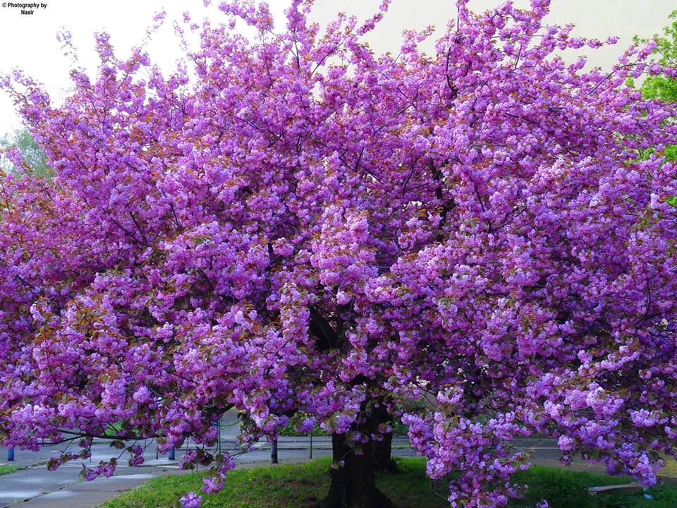 L'arbre mauve L'arbre mauve